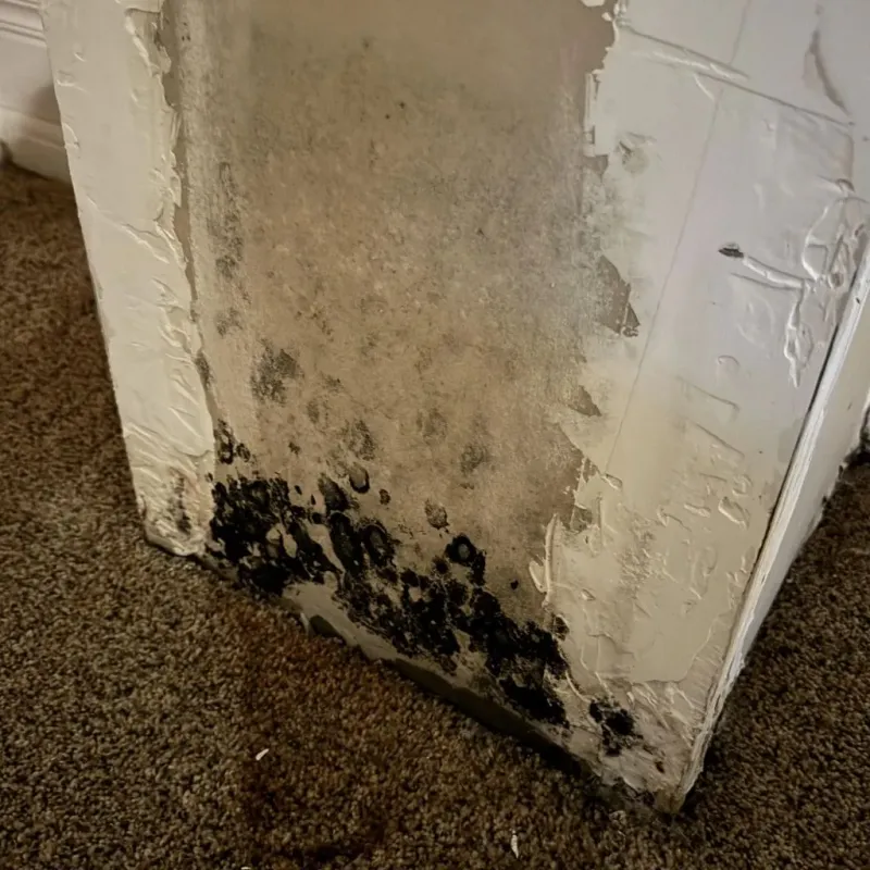 Professional Mold Removal in North Portland, OR